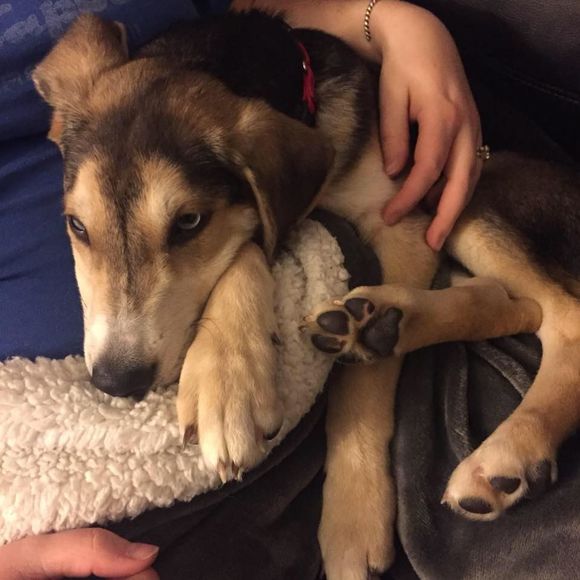 Meet your Posher, Kevin - Picture 1 of 1